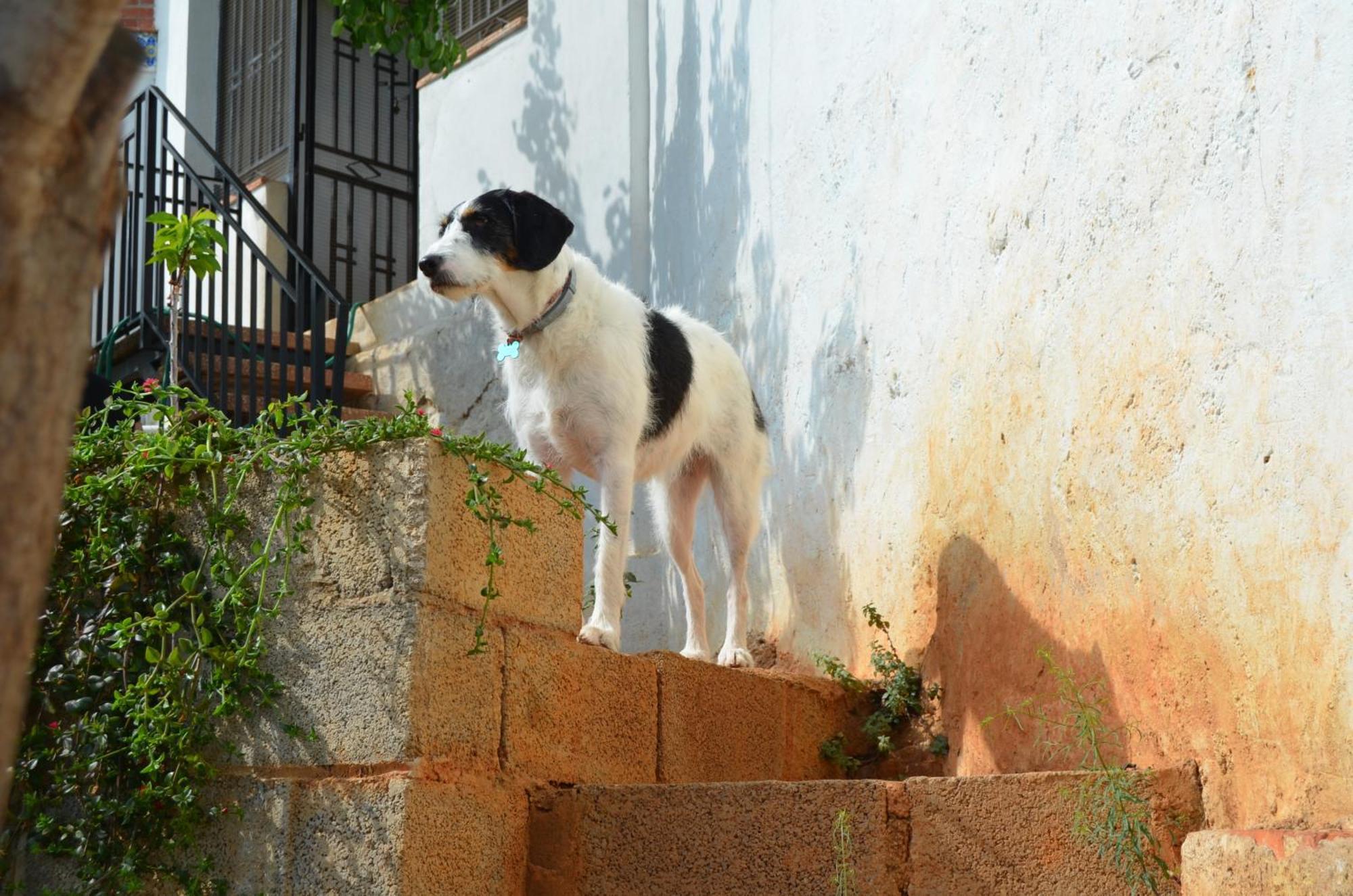 Casa El Castell Βίλα Eslida Εξωτερικό φωτογραφία